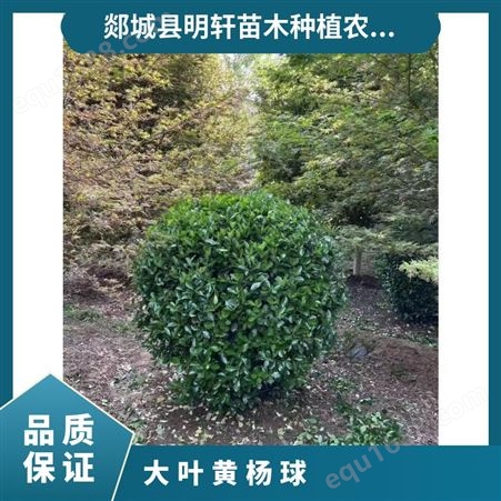 大叶黄杨球 生长适温20 园林绿化 道路景区 株高1.2m-3m 常绿